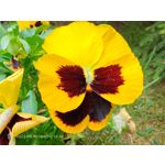 Zdjęcia użytkowników Nubia Red Magic 10 Air