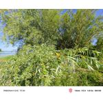 Zdjęcia użytkowników Nubia Red Magic 10 Air