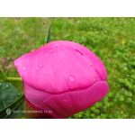 Zdjęcia użytkowników Nubia Red Magic 10 Air