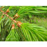 Zdjęcia użytkowników Nubia Red Magic 10 Air