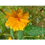 Zdjęcia użytkowników Nubia Red Magic 10 Air