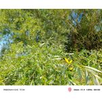 Zdjęcia użytkowników Nubia Red Magic 10 Air