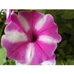 Zdjęcia użytkowników Nubia Red Magic 10S Pro Zdjęcia użytkowników Nubia Red Magic 10S Pro