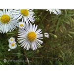 Zdjęcia użytkowników Nubia Red Magic 10S Pro Zdjęcia użytkowników Nubia Red Magic 10S Pro