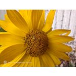 Zdjęcia użytkowników Nubia Red Magic 10S Pro Zdjęcia użytkowników Nubia Red Magic 10S Pro