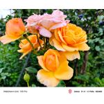 Zdjęcia użytkowników Nubia Red Magic 10S Pro Zdjęcia użytkowników Nubia Red Magic 10S Pro