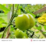 Zdjęcia użytkowników Nubia Red Magic 10S Pro Zdjęcia użytkowników Nubia Red Magic 10S Pro