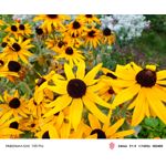 Zdjęcia użytkowników Nubia Red Magic 10S Pro Zdjęcia użytkowników Nubia Red Magic 10S Pro