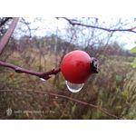 Zdjęcia użytkowników Nubia Red Magic 11 Pro