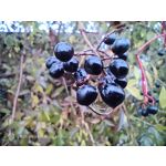 Zdjęcia użytkowników Nubia Red Magic 11 Pro