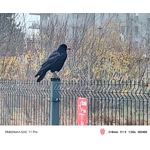 Zdjęcia użytkowników Nubia Red Magic 11 Pro