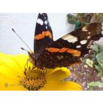 Zdjęcia użytkowników Nubia Red Magic 9S Pro Zdjęcia użytkowników Nubia Red Magic 9S Pro