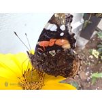 Zdjęcia użytkowników Nubia Red Magic 9S Pro Zdjęcia użytkowników Nubia Red Magic 9S Pro