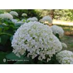 Zdjęcia użytkowników Nubia Red Magic 9S Pro Zdjęcia użytkowników Nubia Red Magic 9S Pro