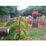 Zdjęcia użytkowników Nubia Red Magic 9S Pro Zdjęcia użytkowników Nubia Red Magic 9S Pro