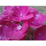 Zdjęcia użytkowników Nubia Red Magic 9S Pro Zdjęcia użytkowników Nubia Red Magic 9S Pro