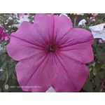 Zdjęcia użytkowników Nubia Red Magic 9S Pro Zdjęcia użytkowników Nubia Red Magic 9S Pro