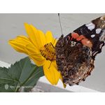 Zdjęcia użytkowników Nubia Red Magic 9S Pro Zdjęcia użytkowników Nubia Red Magic 9S Pro