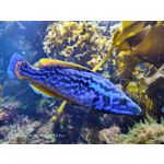 Zdjęcia użytkowników Nubia Red Magic 9S Pro Zdjęcia użytkowników Nubia Red Magic 9S Pro