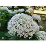 Zdjęcia użytkowników Nubia Red Magic 9S Pro Zdjęcia użytkowników Nubia Red Magic 9S Pro