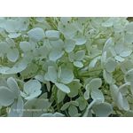 Zdjęcia użytkowników Nubia Red Magic 9S Pro Zdjęcia użytkowników Nubia Red Magic 9S Pro