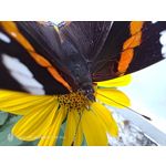 Zdjęcia użytkowników Nubia Red Magic 9S Pro Zdjęcia użytkowników Nubia Red Magic 9S Pro