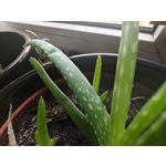 Zdjęcia użytkowników OnePlus 11 Global Zdjęcia użytkowników OnePlus 11 Global