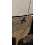 ZDJĘCIA Z TEGO TELEFONU