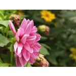 Zdjęcia użytkowników OnePlus 5 Zdjęcia użytkowników OnePlus 5