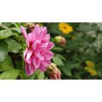 Zdjęcia użytkowników OnePlus 5 Zdjęcia użytkowników OnePlus 5