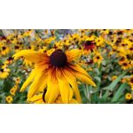 Zdjęcia użytkowników OnePlus 5 Zdjęcia użytkowników OnePlus 5