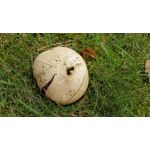 Zdjęcia użytkowników OnePlus 5 Zdjęcia użytkowników OnePlus 5