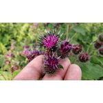 Zdjęcia użytkowników OnePlus 5 Zdjęcia użytkowników OnePlus 5