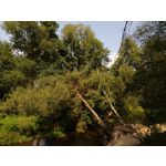 Zdjęcia użytkowników OnePlus 5 Zdjęcia użytkowników OnePlus 5