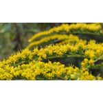 Zdjęcia użytkowników OnePlus 5 Zdjęcia użytkowników OnePlus 5