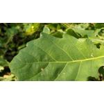 Zdjęcia użytkowników OnePlus 5 Zdjęcia użytkowników OnePlus 5