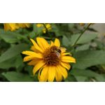 Zdjęcia użytkowników OnePlus 5 Zdjęcia użytkowników OnePlus 5