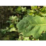 Zdjęcia użytkowników OnePlus 5 Zdjęcia użytkowników OnePlus 5