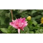 Zdjęcia użytkowników OnePlus 5 Zdjęcia użytkowników OnePlus 5