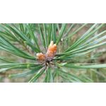 Zdjęcia użytkowników OnePlus 5 Zdjęcia użytkowników OnePlus 5