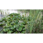 Zdjęcia użytkowników OnePlus 5 Zdjęcia użytkowników OnePlus 5