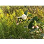 Zdjęcia użytkowników OnePlus 5 Zdjęcia użytkowników OnePlus 5