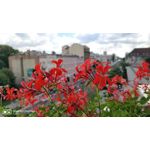 Zdjęcia użytkowników OnePlus 5 Zdjęcia użytkowników OnePlus 5