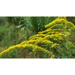 Zdjęcia użytkowników OnePlus 5 Zdjęcia użytkowników OnePlus 5