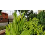 Zdjęcia użytkowników OnePlus 5 Zdjęcia użytkowników OnePlus 5