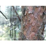 Zdjęcia użytkowników OnePlus 5 Zdjęcia użytkowników OnePlus 5