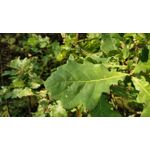 Zdjęcia użytkowników OnePlus 5 Zdjęcia użytkowników OnePlus 5