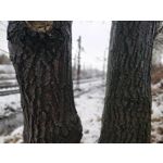 Zdjęcia użytkowników OnePlus 5T