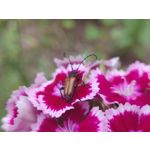 Zdjęcia użytkowników OnePlus 6