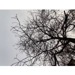 Zdjęcia użytkowników OnePlus 7T Pro